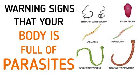 Your body odour could be a sign of an illness. . Parasites and body odor